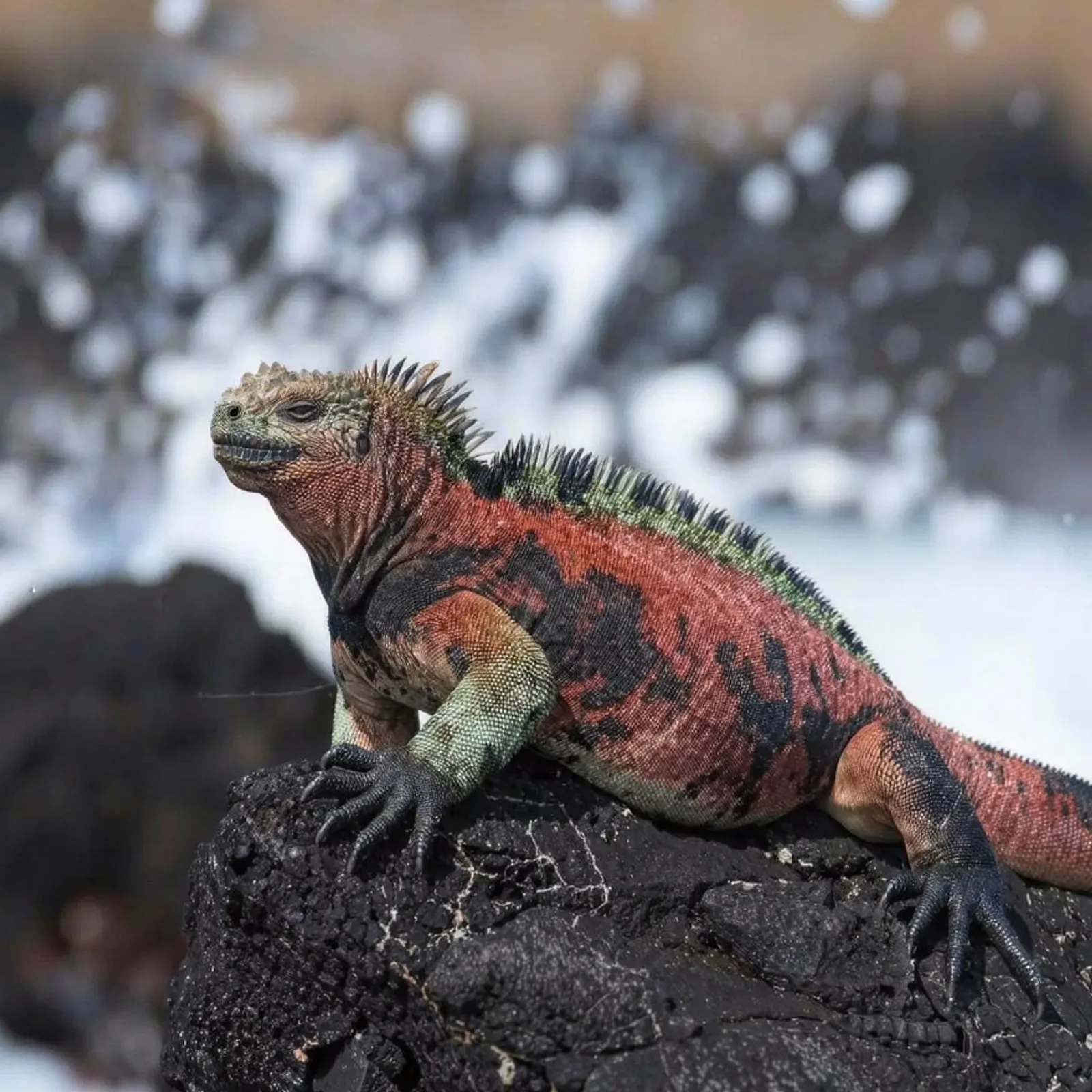 Red and green marine iguana, subspecies unique to Española, Galápagos