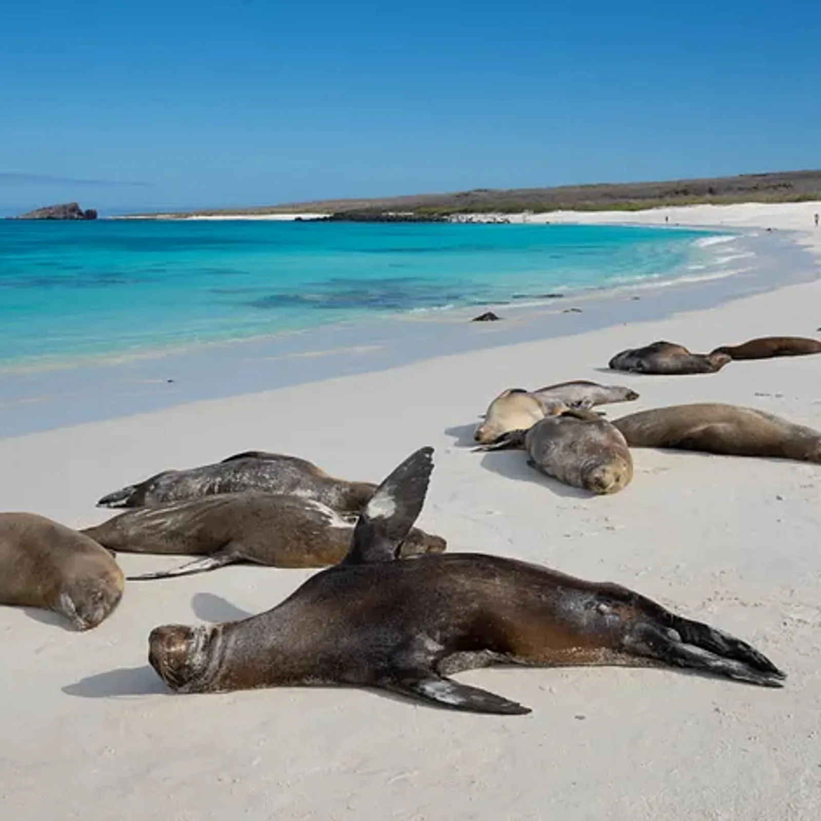 Gardner Bay, white sand beach and sea lions, Española, Galápagos