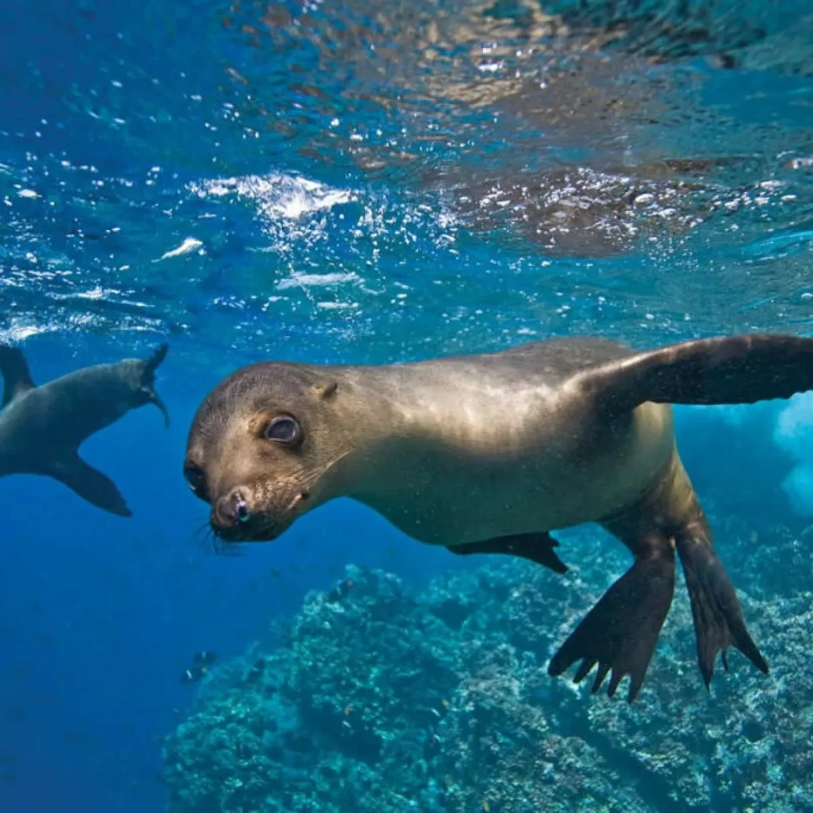 Snorkeler swimming alongside a sea lion at Gardner Bay, Española, Galápagos