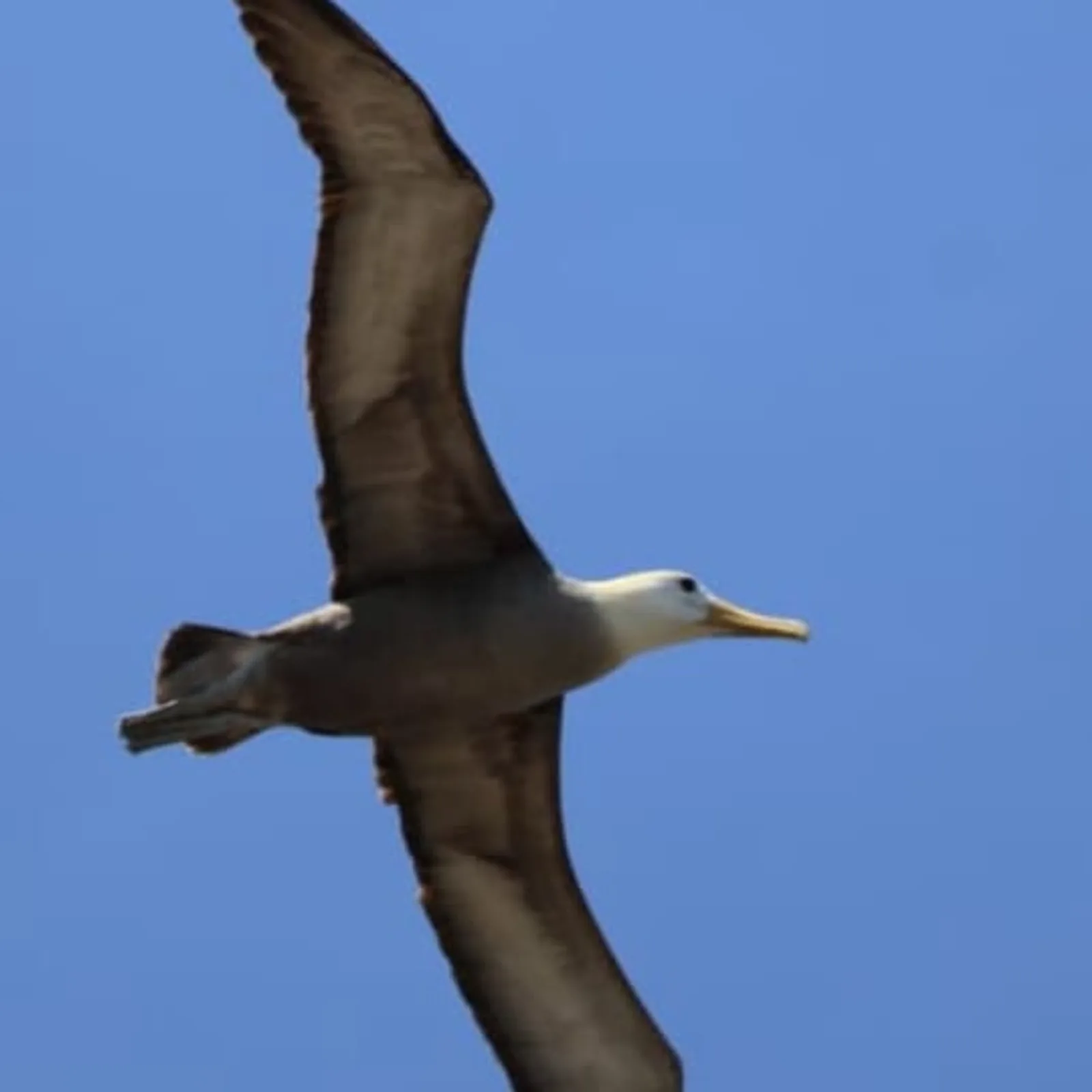 Waved albatross in flight over Española, Galápagos