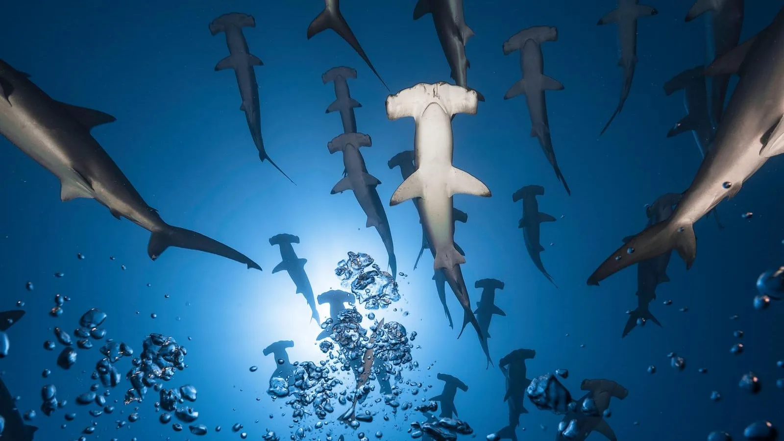School of scalloped hammerhead sharks seen from below against the sunlight, Kicker Rock, Galápagos