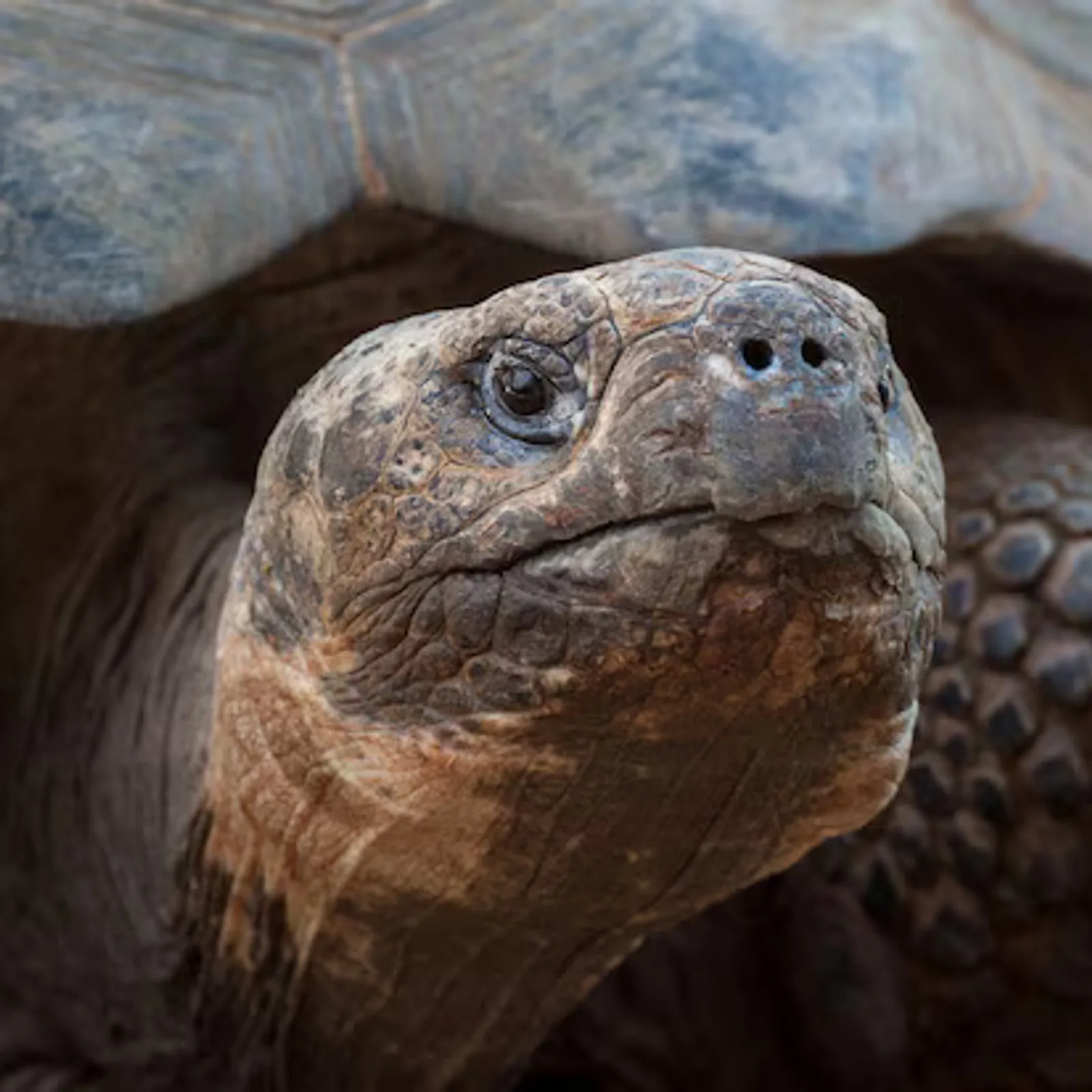 Galápagos giant tortoise close-up, La Galapaguera, San Cristóbal