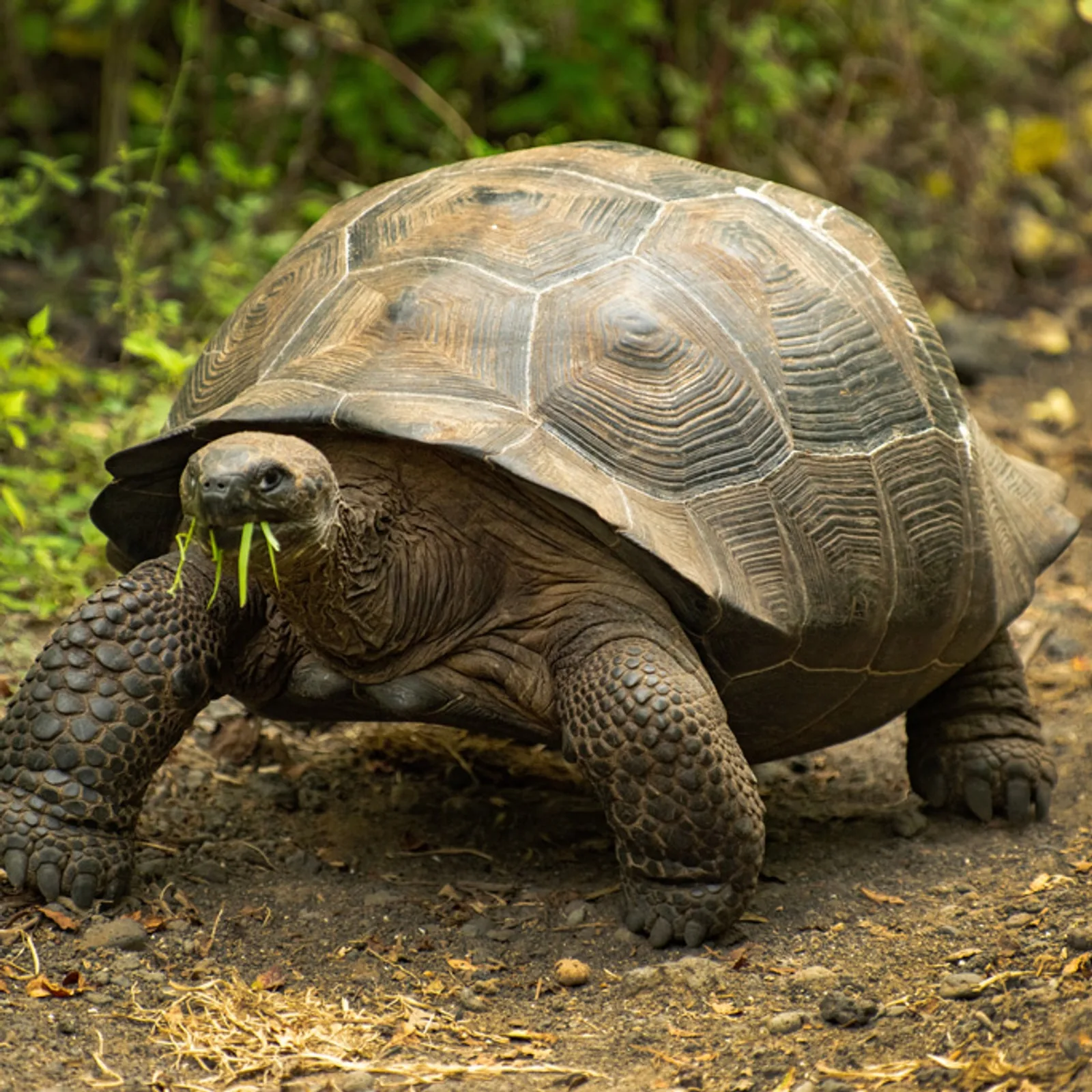 Galápagos giant tortoise in habitat, La Galapaguera, San Cristóbal