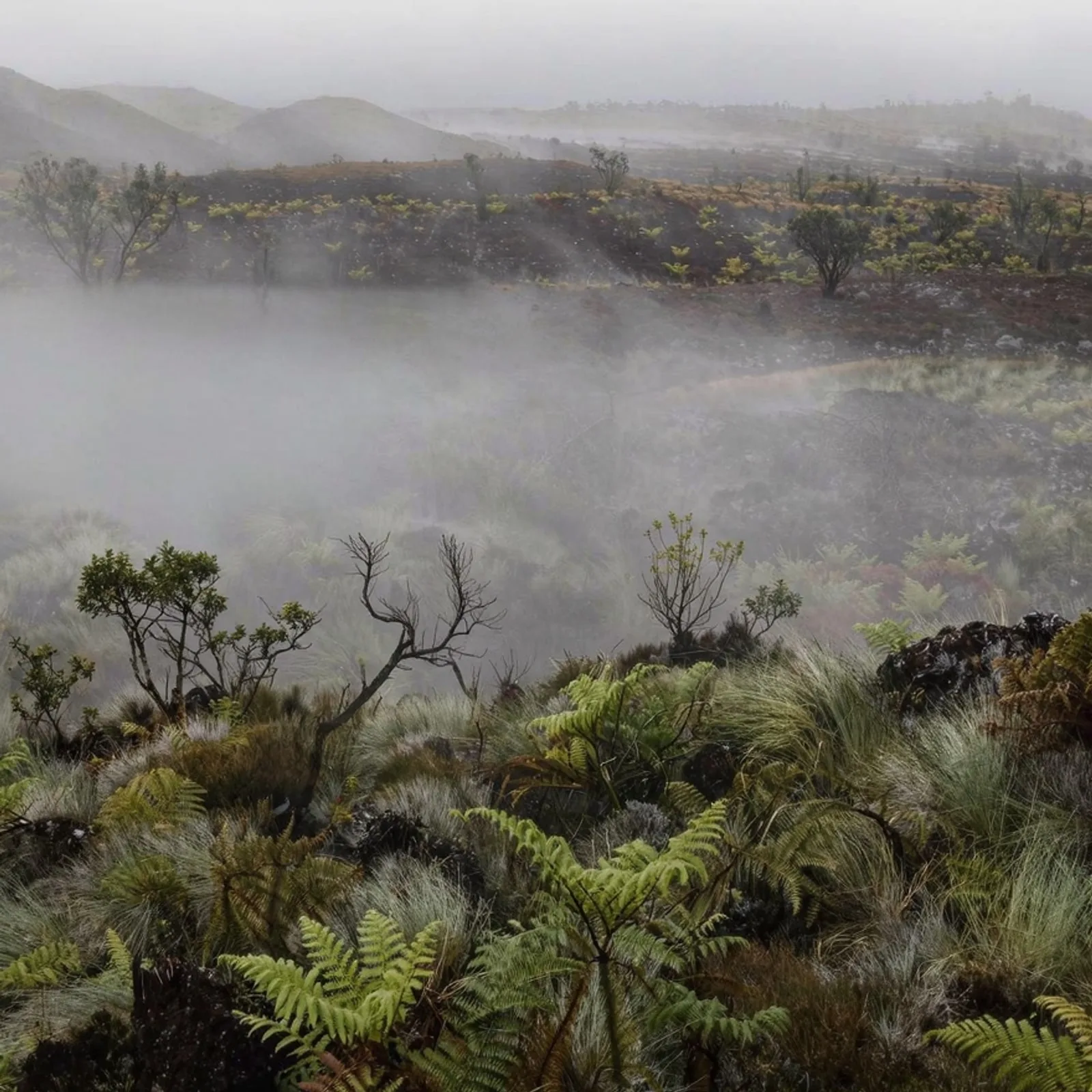 Misty highland vegetation, San Cristóbal, Galápagos