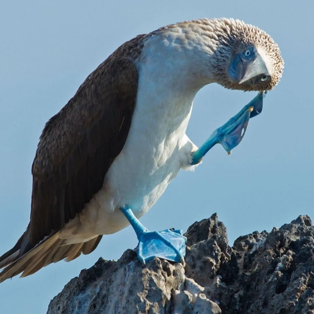 Blue-footed booby, Punta Pitt, Galápagos