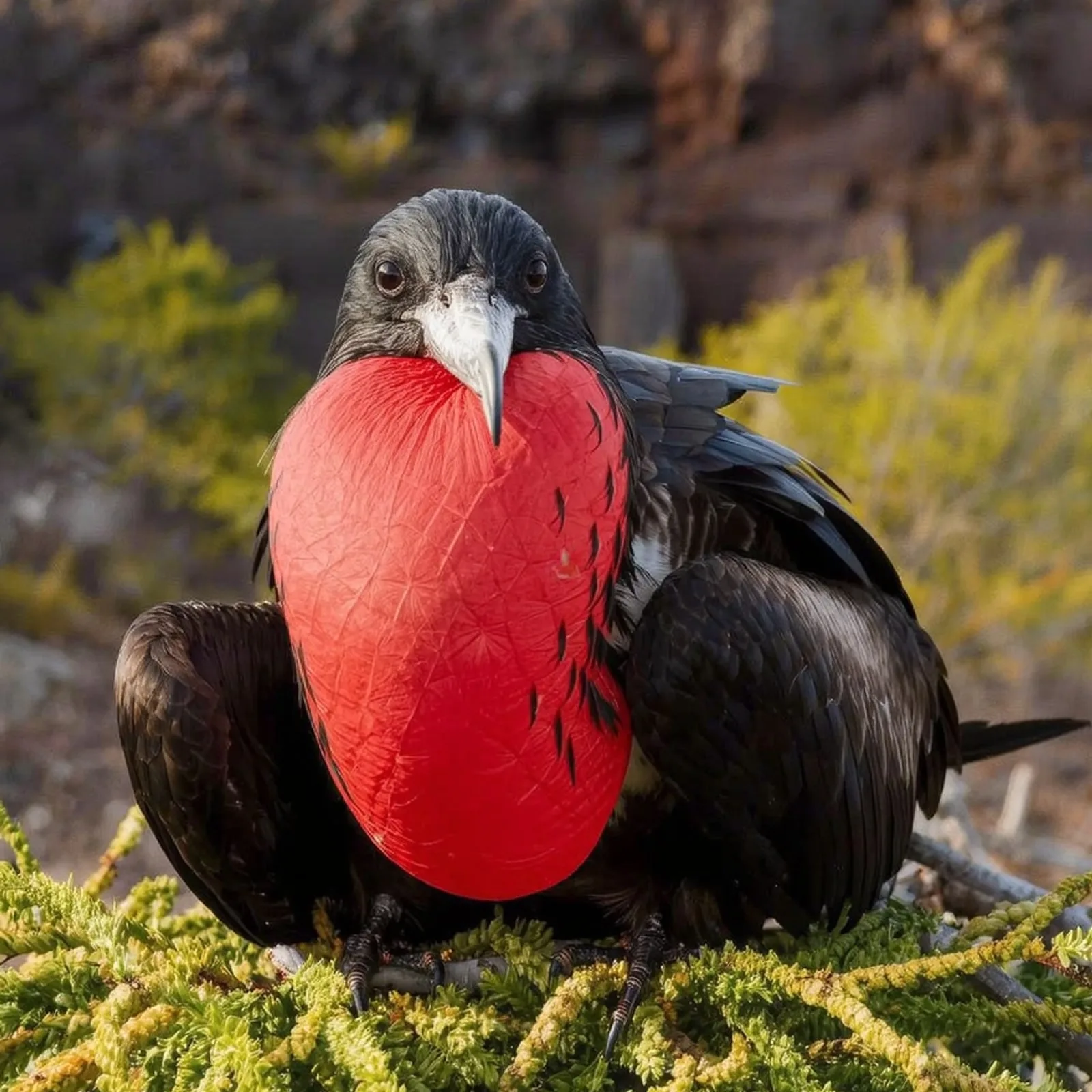 Magnificent frigatebird with inflated red throat pouch, Punta Pitt, Galápagos