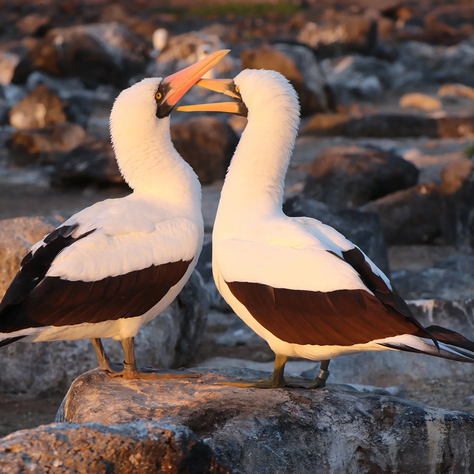 Pair of Nazca boobies performing their courtship display, Punta Pitt, Galápagos