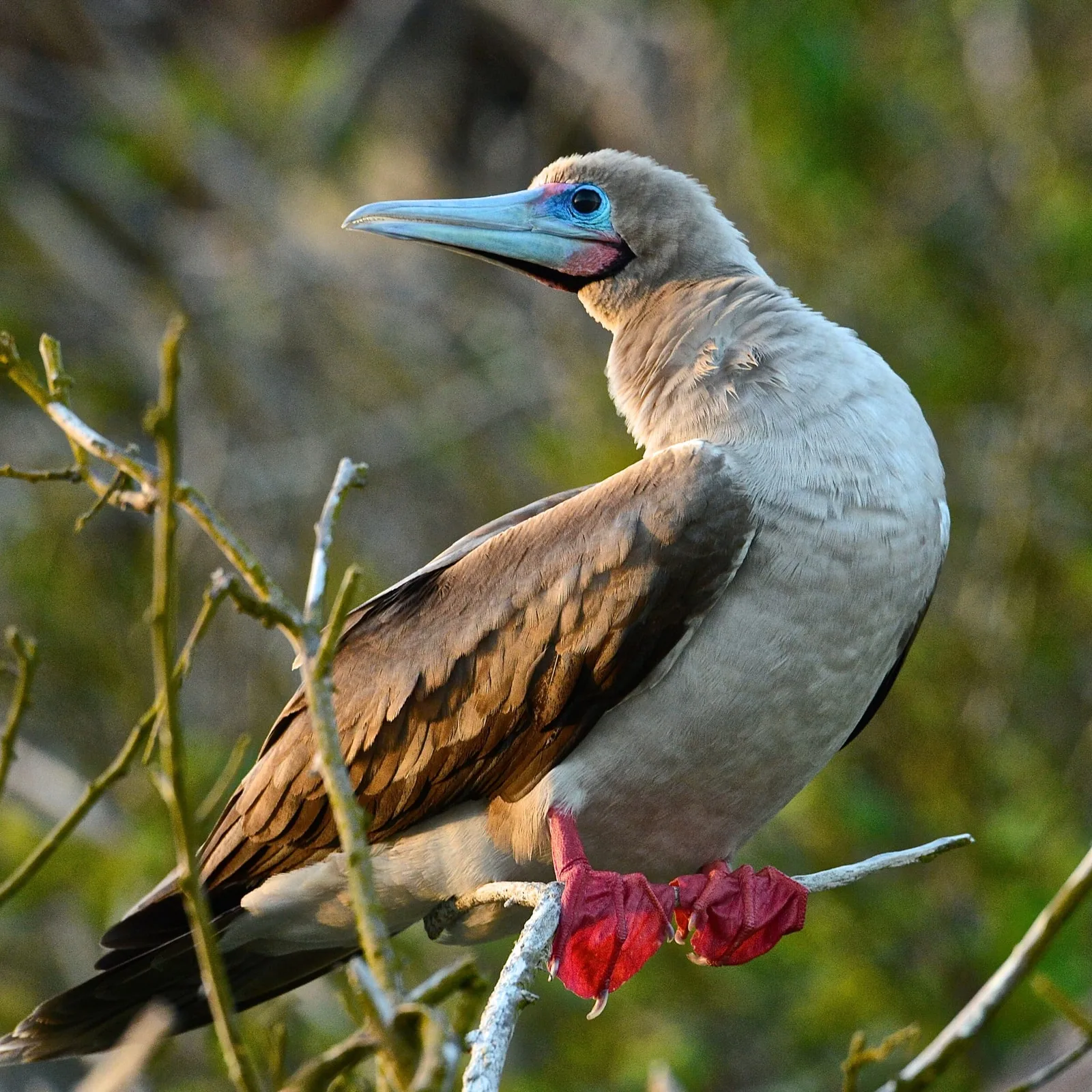 Red-footed booby perched on a branch, Punta Pitt, Galápagos