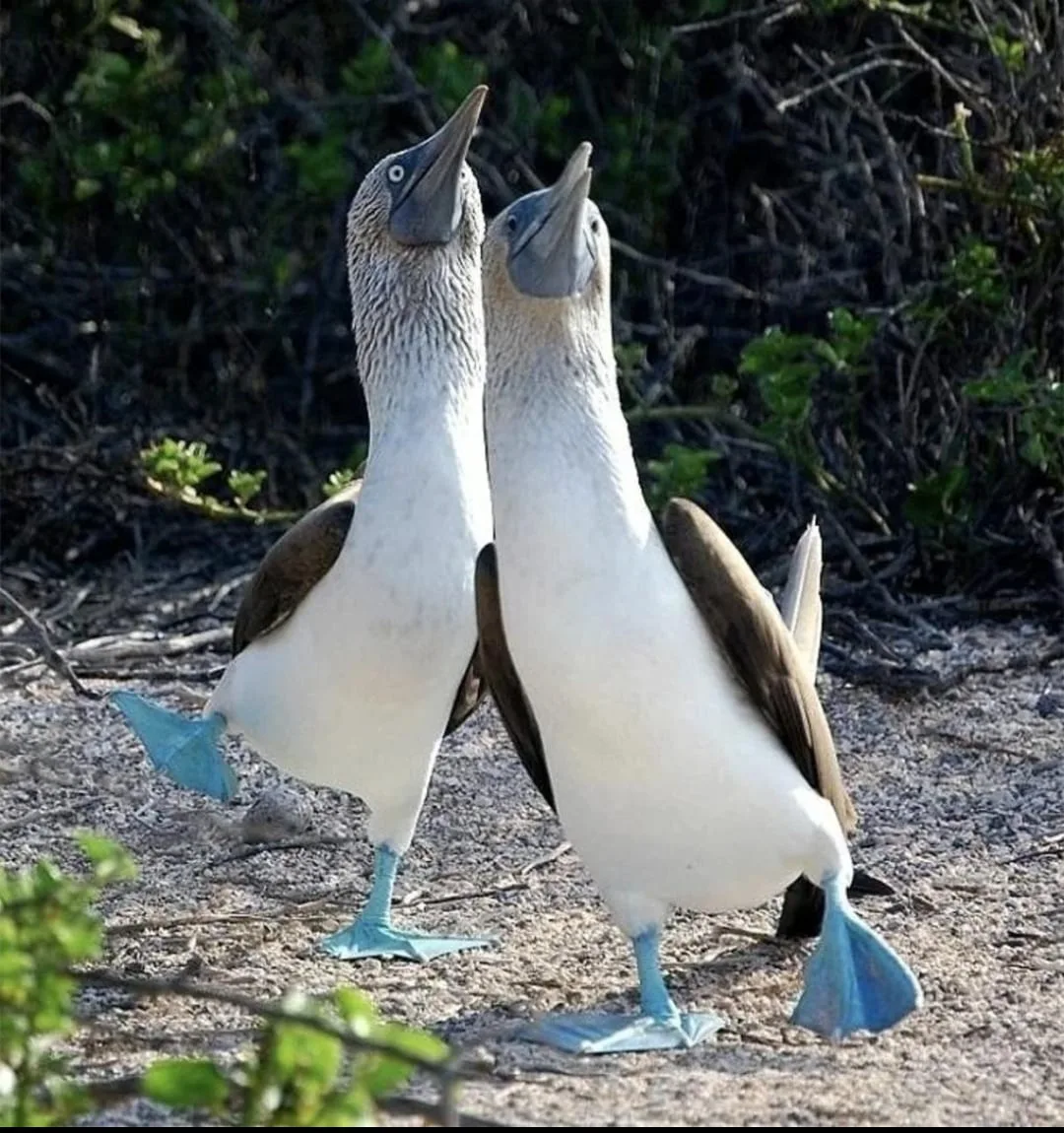 Two blue-footed boobies performing their sky-pointing courtship display, Galápagos