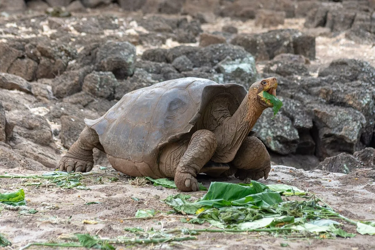 Galápagos giant tortoise feeding on vegetation