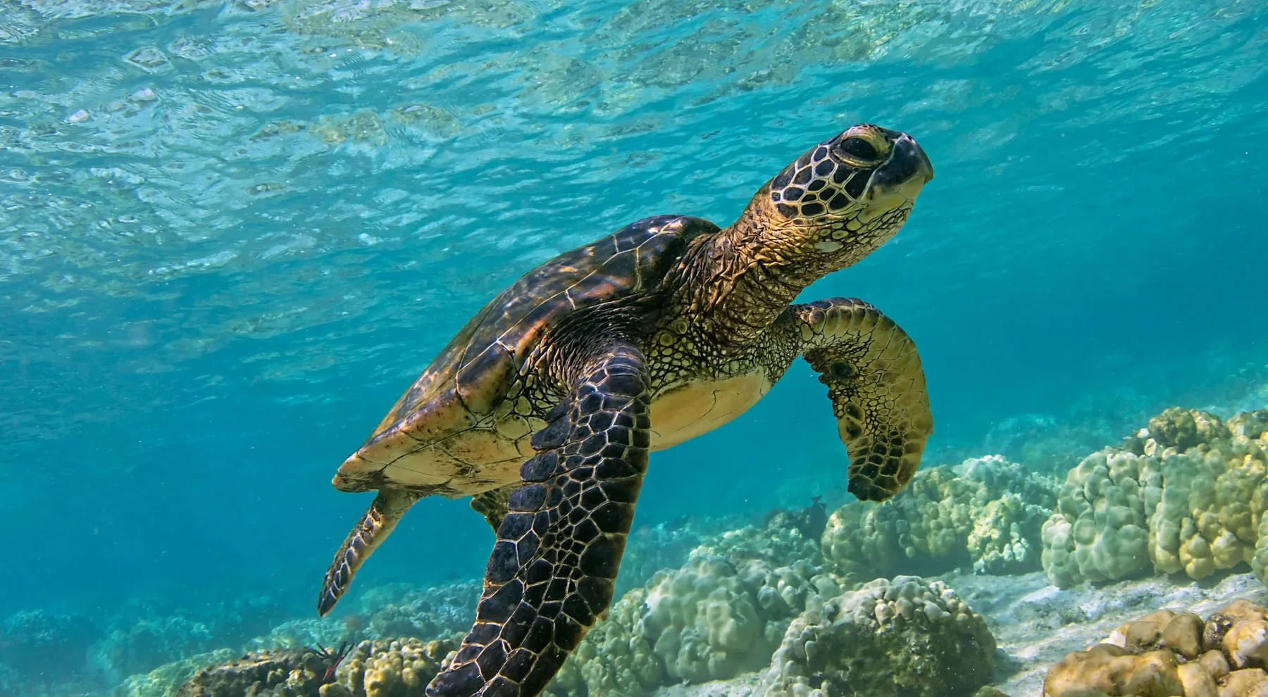 Green sea turtle rising toward the surface over a coral reef, Galápagos