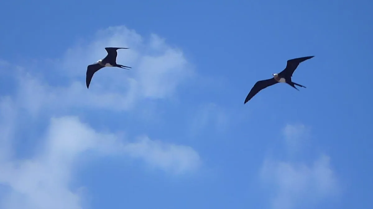 Male magnificent frigatebird displaying its inflated red throat pouch