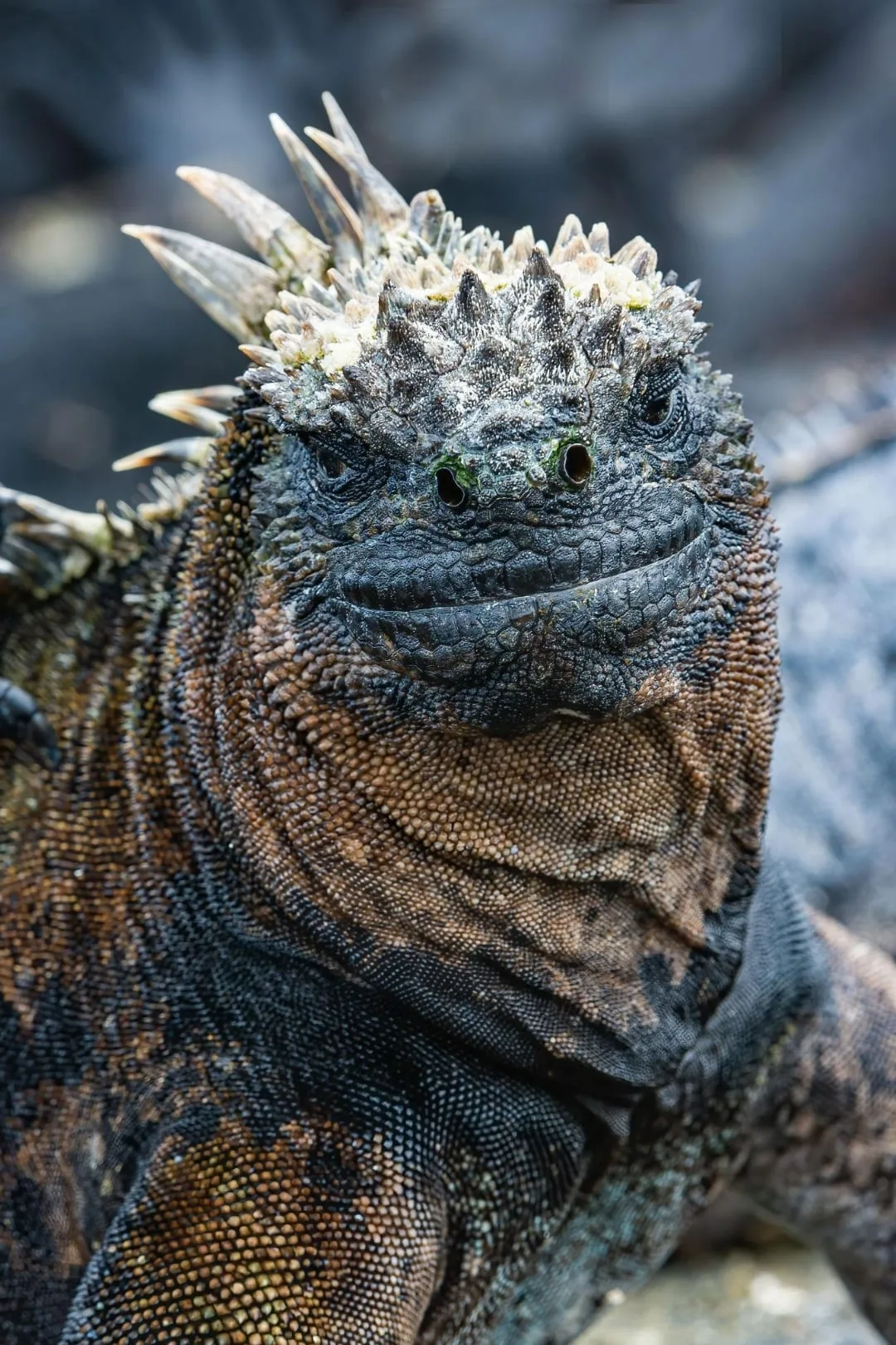 Close-up of a marine iguana's crested head, Galápagos