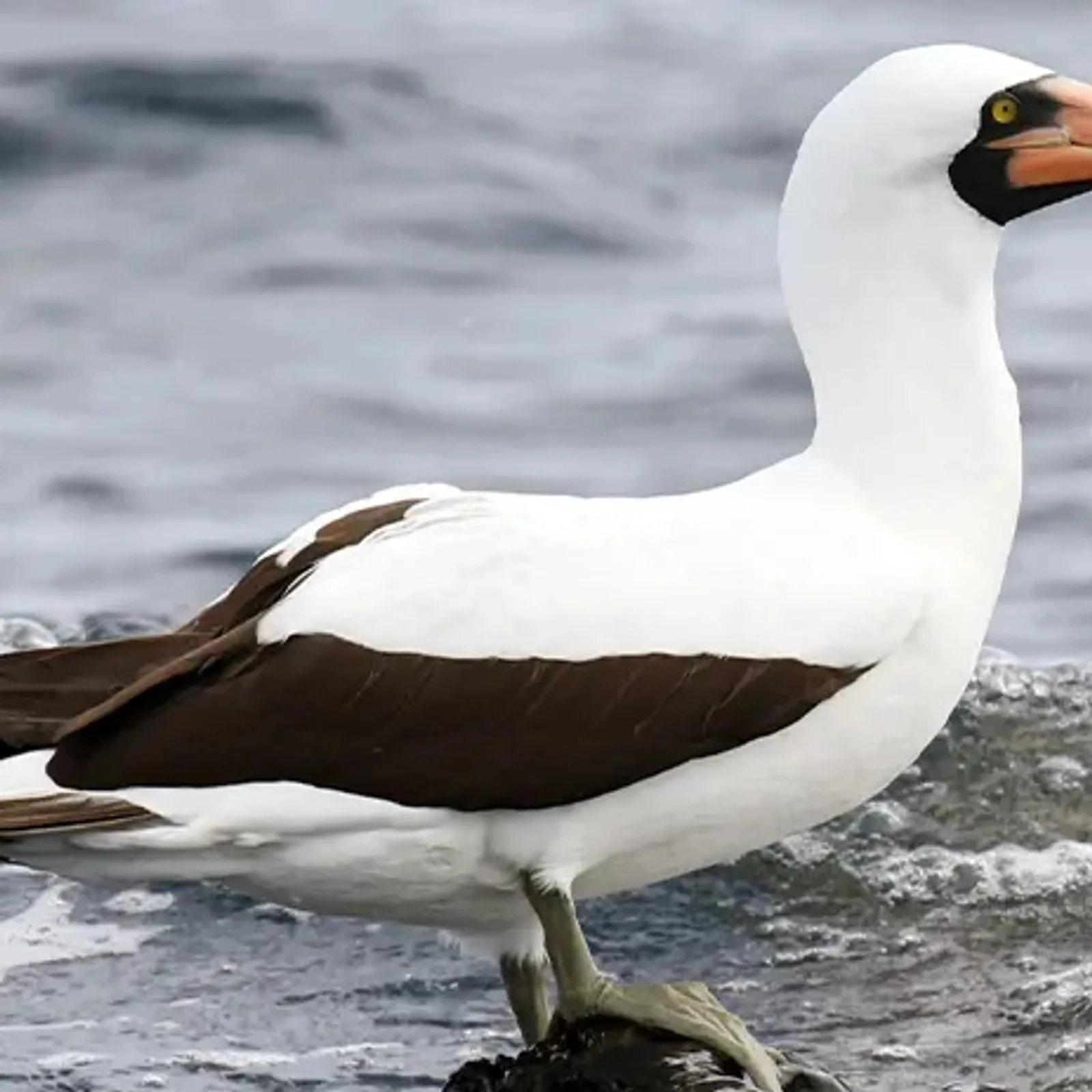 Nazca booby portrait showing its pale grey-blue bill, Galápagos