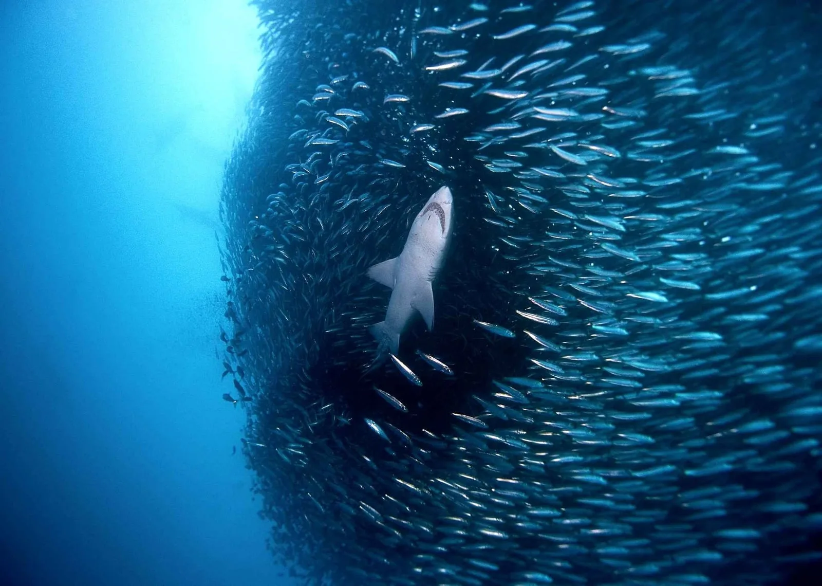 Massive swirling sardine bait ball with a shark cutting through it, Galápagos
