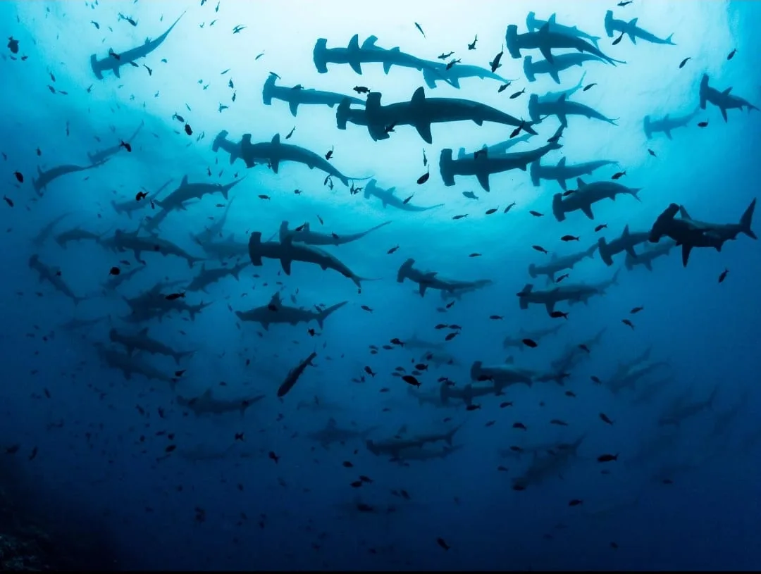 School of scalloped hammerhead sharks diving at Kicker Rock, Galápagos