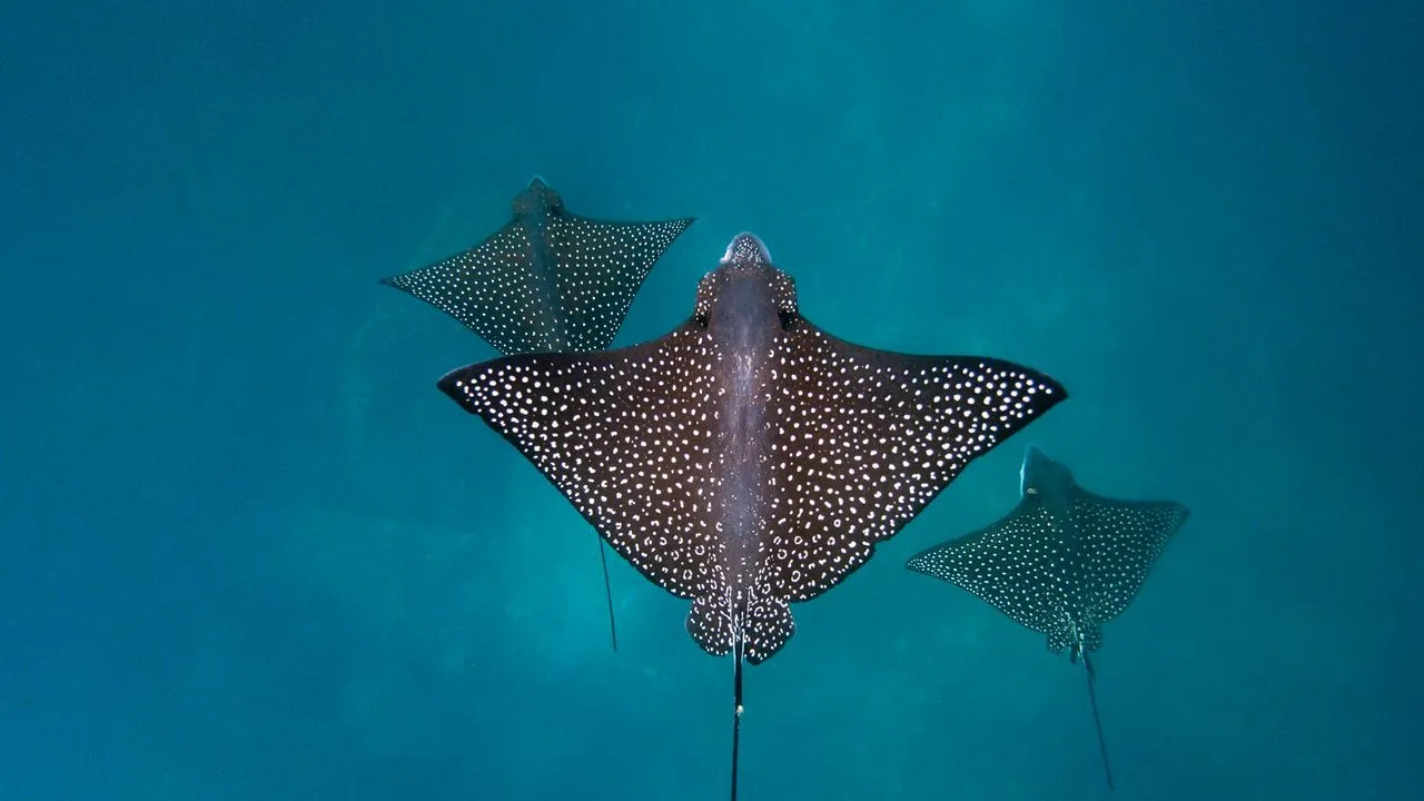 Large school of spotted eagle rays gliding together in open water, Galápagos