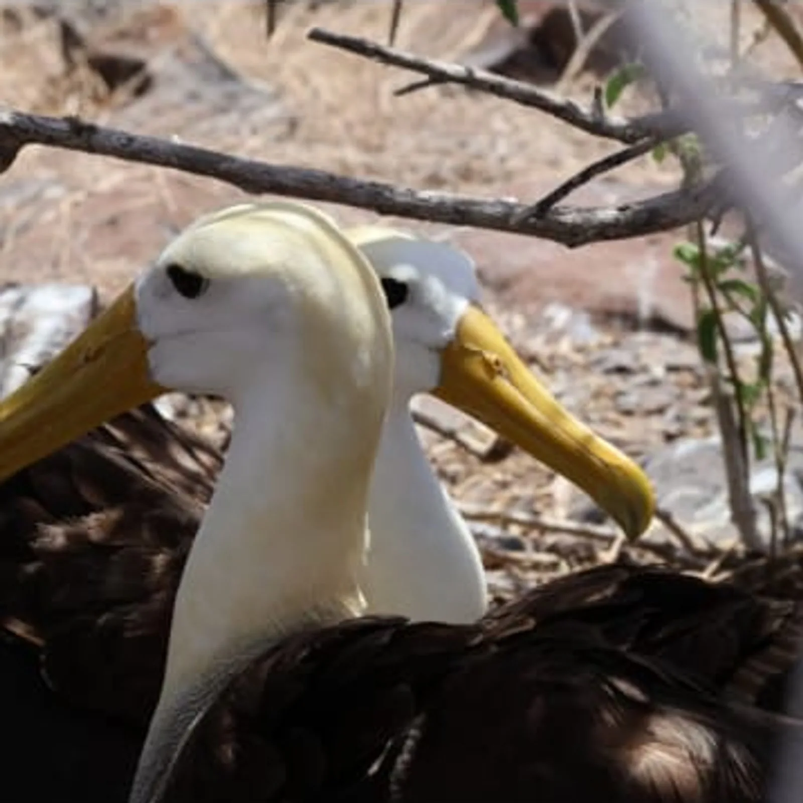 Pair of waved albatross performing their courtship 'fencing' display, Española, Galápagos